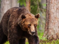 Jest śledztwo w sprawie znaleziska w lesie. To może być niedźwiedź
