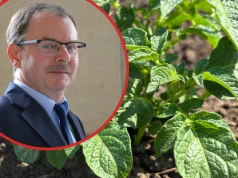 Paradoksy na rynku ziemniaka. Kontrakty tańsze, ale ceny mogą później wystrzelić