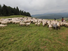 Miliony na „Podkarpacki naturalny wypas”. Zwierzęta ruszą na pastwiska i łąki