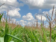 Aktualny stan plantacji kukurydzy. Jakie są największe zagrożenia?