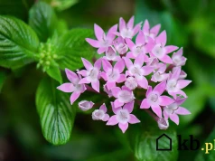 Pelargonie i surfinie mogą odejść w cień. Ta roślina kwitnie aż do przymrozków