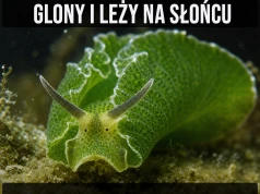 Ślimak ukradł fotosyntezę i nikt nie reaguje