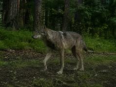 Wilki w zachodniopomorskich lasach. Czy trzeba się ich bać? Fakty zamiast strachu (ZOBACZ NAGRANIE)