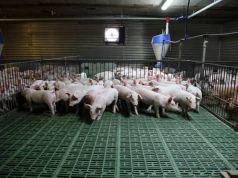 27.07.2026 Ceny sprzedaży warchlaka krajowego i importowanego: są nadzieje na podwyżki