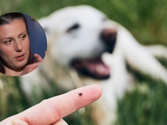Kleszcze atakują w miastach. Stoją za tym dzikie zwierzęta i miejskie psy