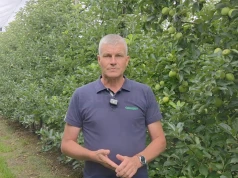 Miesiąc do zbiorów Gali. Robert Binkiewicz przypomina o kluczowych zabiegach przedzbiorczych w sadach jabłoniowych