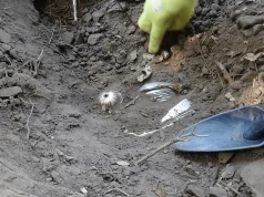 Błysk srebra i ogromne emocje. Odkrywcy opublikowali film z odkopania Skarbu Tarnowskich