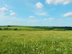 Roślina o dużej mocy, która świetnie udaje się nawet na piaskach