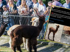 Blisko 100 tys. głosów. Tak nazwano najmłodsze zwierzęta w warszawskim zoo