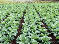 Ekologiczne alternatywy dla nawozów syntetycznych: Naturalne źródła azotu w ogrodzie organicznym