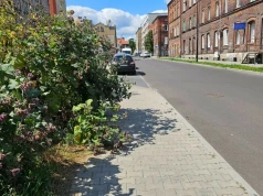 Czytelnik informuje – chwasty wdarły się na chodnik