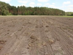 Żurawie niszczą kukurydzę, odszkodowań wciąż nie ma. MRiRW popiera zmiany