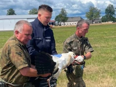 Potrącił bociana i odjechał. Z pomocą ruszyli mundurowi