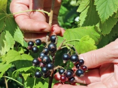 Źle przytniesz, będzie mniej owoców. Pielęgnacja porzeczki po zbiorach