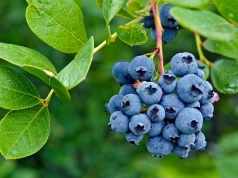Taniej niż na targu i prosto z plantacji. Polacy ruszyli na samozbiory borówek