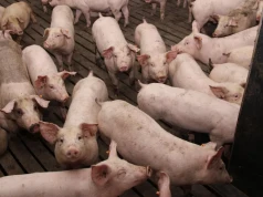 Nawet 20% więcej za utylizację padłych zwierząt. ARiMR ma zmienić stawki