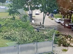 Ryk pił na Brochowie. Mieszkańcy zaalarmowali służby. TBS: Wytniemy 27 drzew