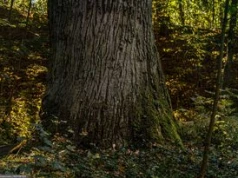 Spór o historyczne dęby dobiegł końca. Jest szansa na pomnik przyrody