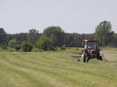 Dopłaty tylko ze zwierzętami? Ministerstwo podjęło decyzję