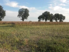 Rzepak ledwo przekracza 2 t/ha. Tu żniwa dalekie od oczekiwań