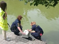 Bóbr pod sklepem i pająk u dentysty. Nietypowe zgłoszenia do straży miejskiej