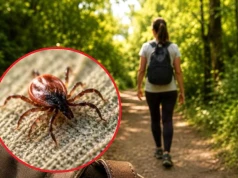 Masz to w kieszeni? Ta rzecz ściąga kleszcze z całego lasu