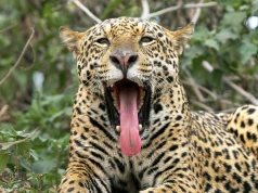 Naukowcy zszokowani po pomiarach. Jaguar z Brazylii pobił wszelkie rekordy