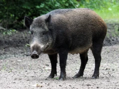 Samorządowy odstrzał 400 dzików pod Warszawą. Myśliwi zabiorą mięso