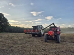 29.07.2026 Ceny skupu zbóż, kukurydzy, oleistych i strączkowych: rzepak traci w dwa dni ponad 47 zł/t