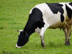 Nowy nabór dla hodowców. Można dostać 150 tys. zł