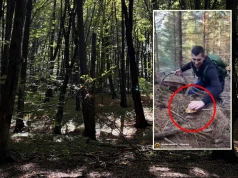 Poszli na grzybobranie, pokazali nagranie. "Wystarczyło wejść do lasu"