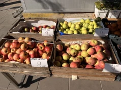 Letnie owoce z polskich sadów na warszawskich straganach. Jabłka już od 9 zł/kg, śliwki od 5 zł/kg, a maliny wciąż wśród najdroższych