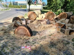Wycinka drzew w Rzeszowie. Mieszkanka oburzona, miasto: „Mogłoby dojść do tragedii”