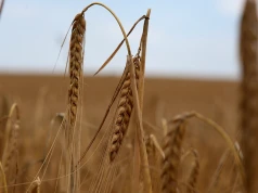 Płonęło zboże. Z ogniem walczyli strażacy z dwóch powiatów
