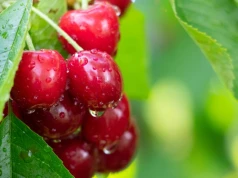 Ceny wiśni w dół w całym kraju. Sadownicy apelują do UOKiK
