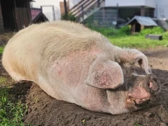 Był maskotką nowojorskiej aktywistki. Od sześciu lat jest jednym z najszczęśliwszych zwierzaków w powiecie mińskim