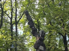 Ekologiczne skarby Parku 3 Maja. Pomniki przyrody w sercu Częstochowy!/Fotorelacja