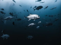Wojna Trumpa z Iranem może poważnie zagrozić oceanom. Cieśnina Ormuz to bomba biologiczna