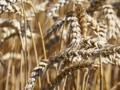 Upały zabrały Europie 9 mln ton zbóż. Straty sięgają 2 mld euro