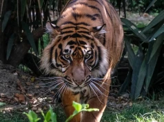 Czy można pogłaskać tygrysa? Wrocławskie zoo odpowiada