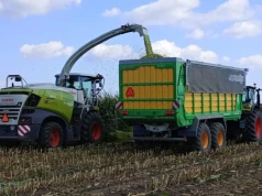 6500 zł za hektar kukurydzy na pniu. Porównujemy ceny z ubiegłym rokiem