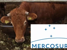Kontyngent na wołowinę z Mercosur wyczerpany. Co to oznacza dla producentów w UE?