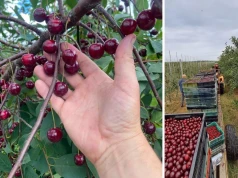 Cena skupu runęła o 3 zł w kilka dni. Rolnicy chcą kontroli UOKiK