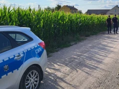 Policja patroluje pola kukurydzy. Powodem groźny proceder „złotych kolb”