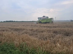 Tyle zostało z wysokich plonów. Żniwa pełne rozczarowań