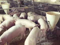 Ceny tuczników 30 lipca poszybowały. Dlaczego stawki tak bardzo się różnią?