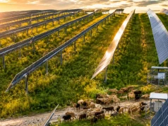 Elektryczne owce śnią o fotowoltaice z Kębłowa i Złotowa. Mają tam jak w raju