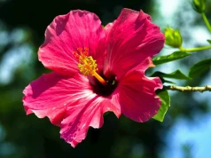 To ostatni moment. Podsyp hibiskusa na początku sierpnia, będzie kwitł aż do przymrozków
