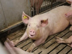 110 tys. świń rocznie, dług ponad 35 mln euro. Ferma składa wniosek o upadłość