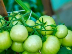Zbierz szyszki i zrób nawóz. Zwiększysz plony pomidorów, ogórków i cukinii
